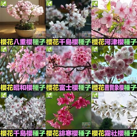 種櫻花盆栽|櫻花種子發芽了，要如何照顧？